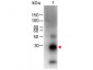 F(ab')2  Anti-Rabbit IgG F(c)  (Biotin Conjugated) Secondary Antibody